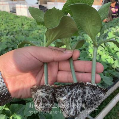 定海神砧黄瓜砧木 金刚铁木砧南瓜籽嫁接黄瓜*** 根系旺盛 瓜条油亮