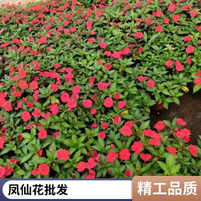 凤仙花工程苗 租摆花卉品种 花色艳丽 适应能力较强 成芳苗圃