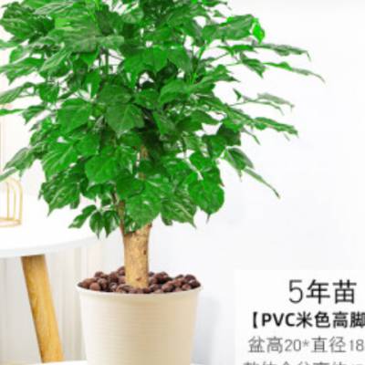 北京国兰花卉定制 创造辉煌 上海园中园花艺绿化供应