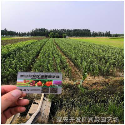 润景供应烟富6 中秋王 种子 烟富8苹果树苗