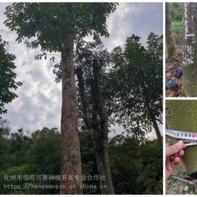 广东地区供应野生沉香大树假植苗