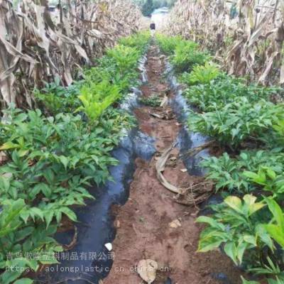 魔芋种植用打孔黑地膜除草保温保湿保肥增产孔径行株距可定