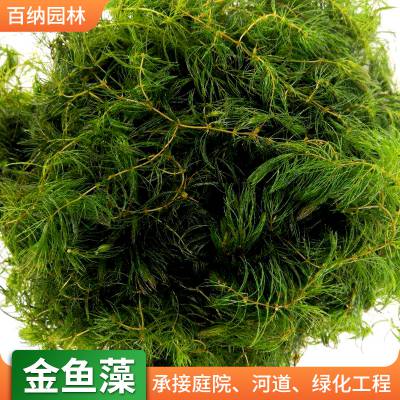 供应白洋淀金鱼藻 水藻 金鱼藻种植 沉水植物种植供应商