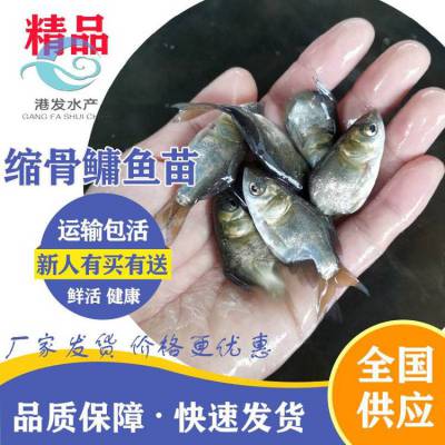 景德镇缩骨大头鱼苗咨询热线 3-4公分缩骨大头鱼苗批发 港发水产