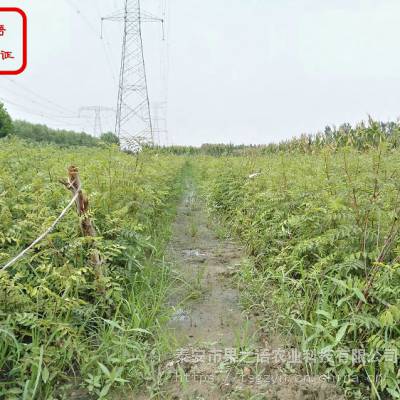 麻椒花椒苗图片、麻椒花椒苗***批发