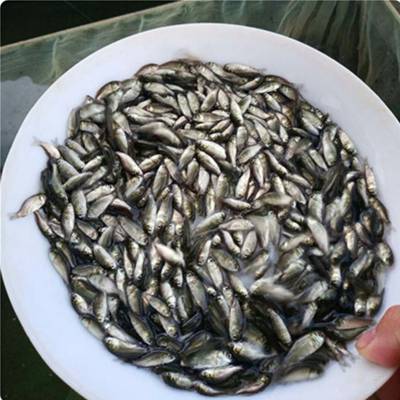 鱼苗吃什么 鱼苗吃什么长得快