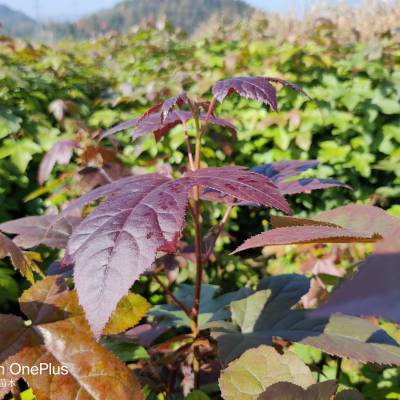 枫香树苗/一年生50公分左右籽播枫香树苗