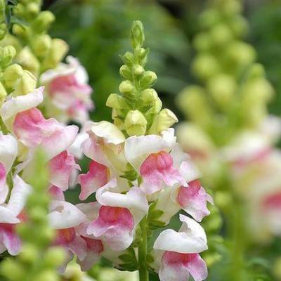 山东金鱼草花卉盆栽批发金鱼草花苗哪里卖宿根花卉金鱼草金鱼草花海