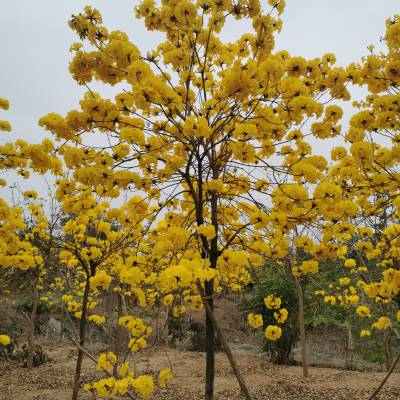 园林苗木黄花风铃木 12公分黄花风铃木 13公分黄花风铃木 绿锦园艺