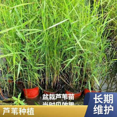 盆栽适合河道绿化芦苇苗表流湿地水生植物每株3芽以上负责施工种植包成活