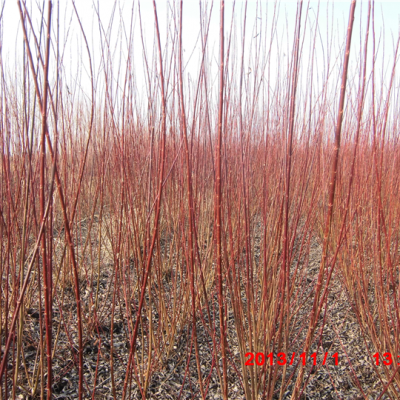 杞柳 水利工程灌木柳 产地直供 单条多条 规格齐全东北大量出售灌木杞柳丛生多枝条@旱柳等等|乔木|灌木柳|