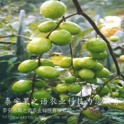 硢硢ʺϷֲƷ