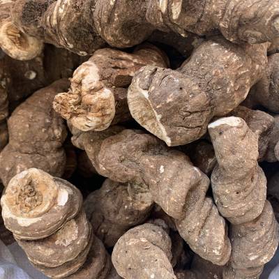 正宗重楼金线重楼灯台七铁灯台品质可靠