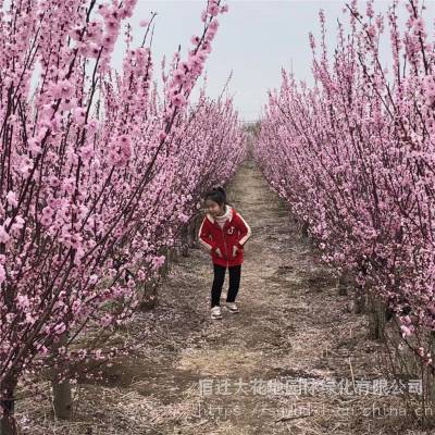 2公分4公分8公分榆叶梅 价格 批发榆叶梅小苗报价表