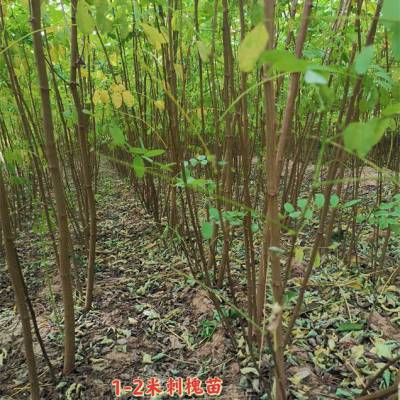 刺槐苗哪里多 荒山造林刺槐苗产地 1年2年刺槐苗规格
