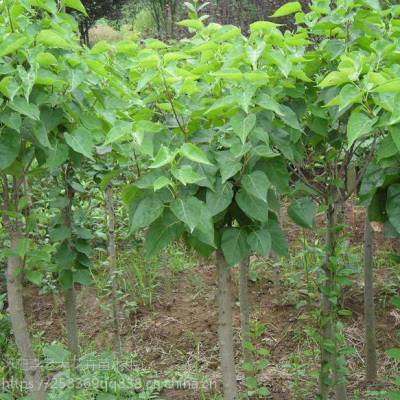 沭阳8公分紫丁香育苗种植技术