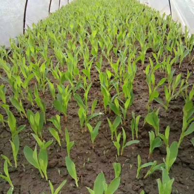 立体绿化_绿雕造型_仿真植物墙_花艺软装–【长沙明宇园林设计有限