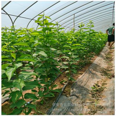 惠农 需冷量低的南方种植樱桃苗品种 车厘子树适合土壤要求