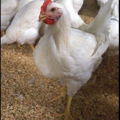 罗曼粉青年鸡和罗曼灰青年鸡的区别 罗曼粉青年鸡产蛋率***多少