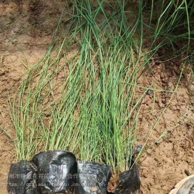 山东粉黛乱子草花海苗批发商 粉黛乱子草小苗供应基地