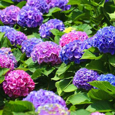 八仙花种植基地 山东绣球花卉厂家 绣球花卉供货 绿化绣球批发 无尽夏