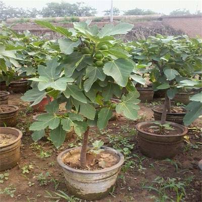 青皮无花果苗 农户种植培育 帅阳苗木 供应一级品质 芭劳奈无花果