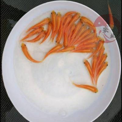 香港海淀苗场出售黄金鲩 俄罗斯金草鱼多大