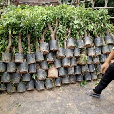 荔枝树圈枝苗占地用苗 妃子笑 桂味8-10公分荔枝袋装苗