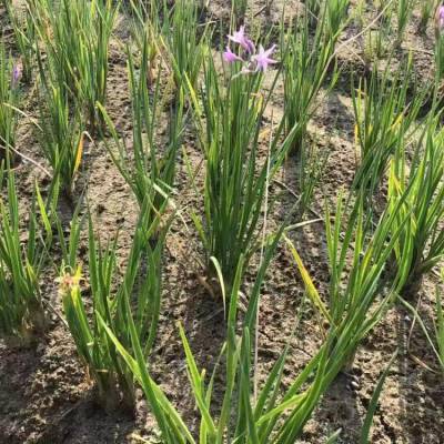 紫娇花多年生紫娇花洋韭菜佳颖园艺常年供应