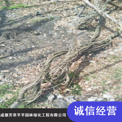 耐寒水生紫藤_小区绿化精品紫藤_成都芳草芊芊紫藤***格