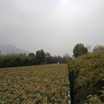 主题公园迷彩网 涤纶迷彩网 装饰摄影伪装网