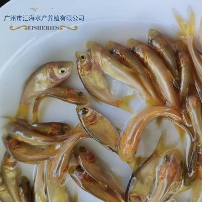 金大头鱼苗 金色鳙鱼苗 高成活率金大头鱼苗 金花鲢鱼苗批发
