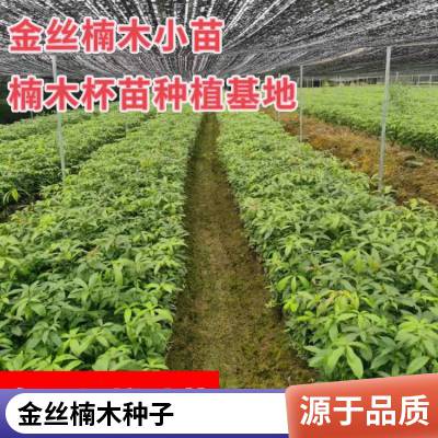 新采金丝楠种子 金丝楠木原产地 小叶桢楠丁丁楠 出芽***