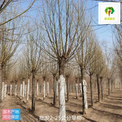 旱柳苗木 远销内蒙古赤峰 发货快 基地现挖