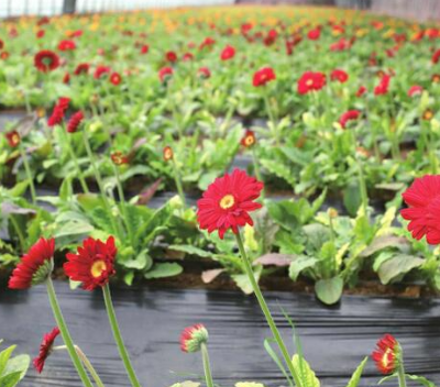 天津非洲菊扶郎花保鲜 来电咨询 山东鑫燕农业供应