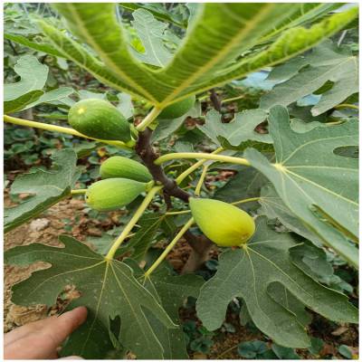 现货供应一年生无花果小苗 布兰瑞无花果苗 保湿邮寄无花果树苗