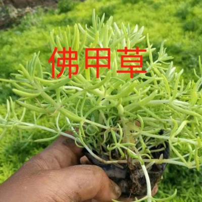 绿化植物 地被绿化绿叶佛甲草 绿雕植物佛甲草批发 宿根花卉黄金佛甲草