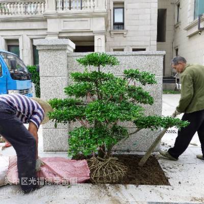 苏州别墅绿化 庭院景观绿化 别墅庭院花园设计 绿化苗木批发