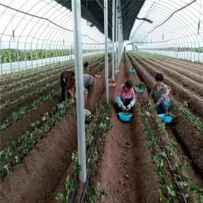 河北省邯郸 优良工程塑料 农业生产滴灌管 麦田滴灌管怎么铺设