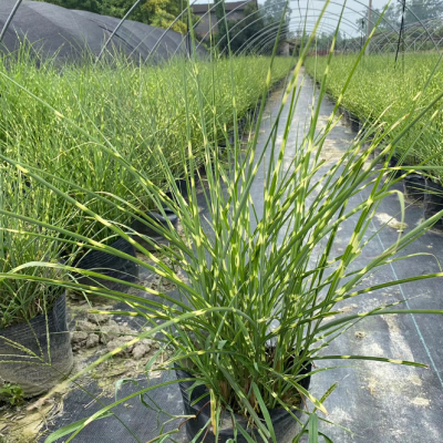 供應斑葉芒成都水生基地斑葉芒價格