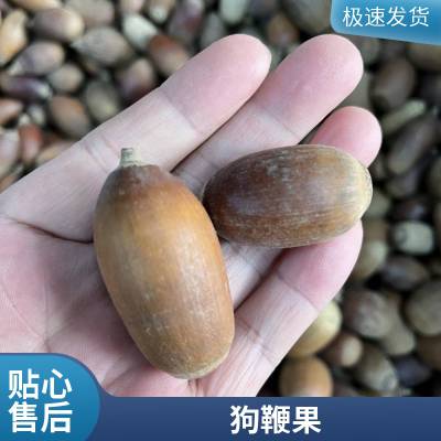 正宗药材通草果 无硫中药材狗鞭果 原材料出售