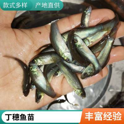 港发水产种苗 丁桂鱼苗须鱼岁规格齐全 优品水库淡水鱼苗 快大好养