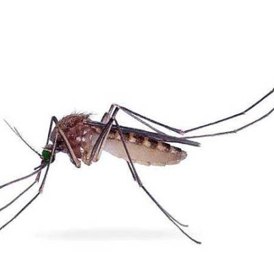 南昌灭蚊虫公司灭蚊子收费标准快速上门杀蚊虫灭鼠