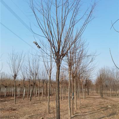 风景树基地-10公分红花刺槐-重庆红花槐基地-诚信服务