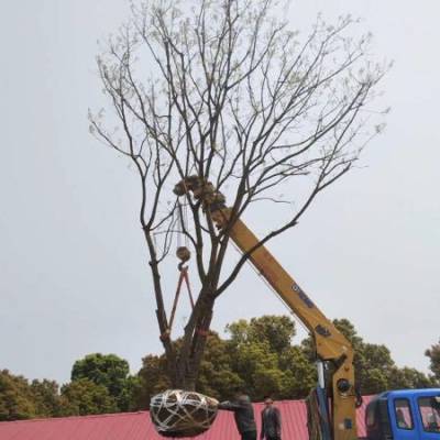 湖北枫香树-全冠枫香价格-截杆3年帽京山枫香基地