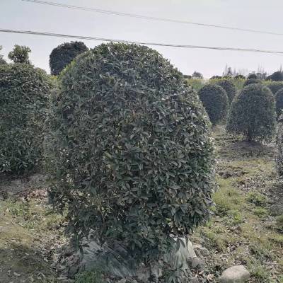 ڷ3׹۸ ¹γ 