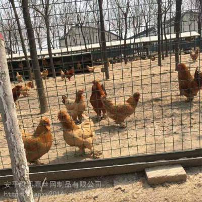 迅鹰草鸡养殖场围栏 商丘鸡舍隔离防护栏 鸭子散养隔离栏