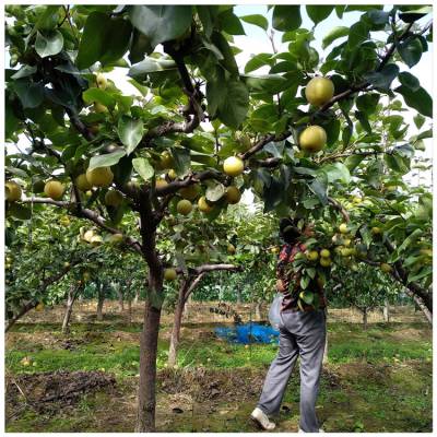 什么品种梨树苗种植的多 田骏苗圃基地三年生秋月梨树苗欢迎选购