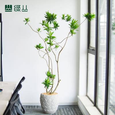 百合竹高端办公室客厅网红植物室内装饰净化空气富贵竹绿植盆栽雕花盆