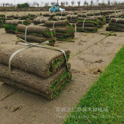 黑 龙 江 草籽草坪发黄干枯 黑麦草种子批发批发 凤眼莲